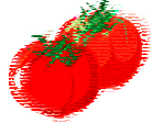 写真：Vol.6「トマト」